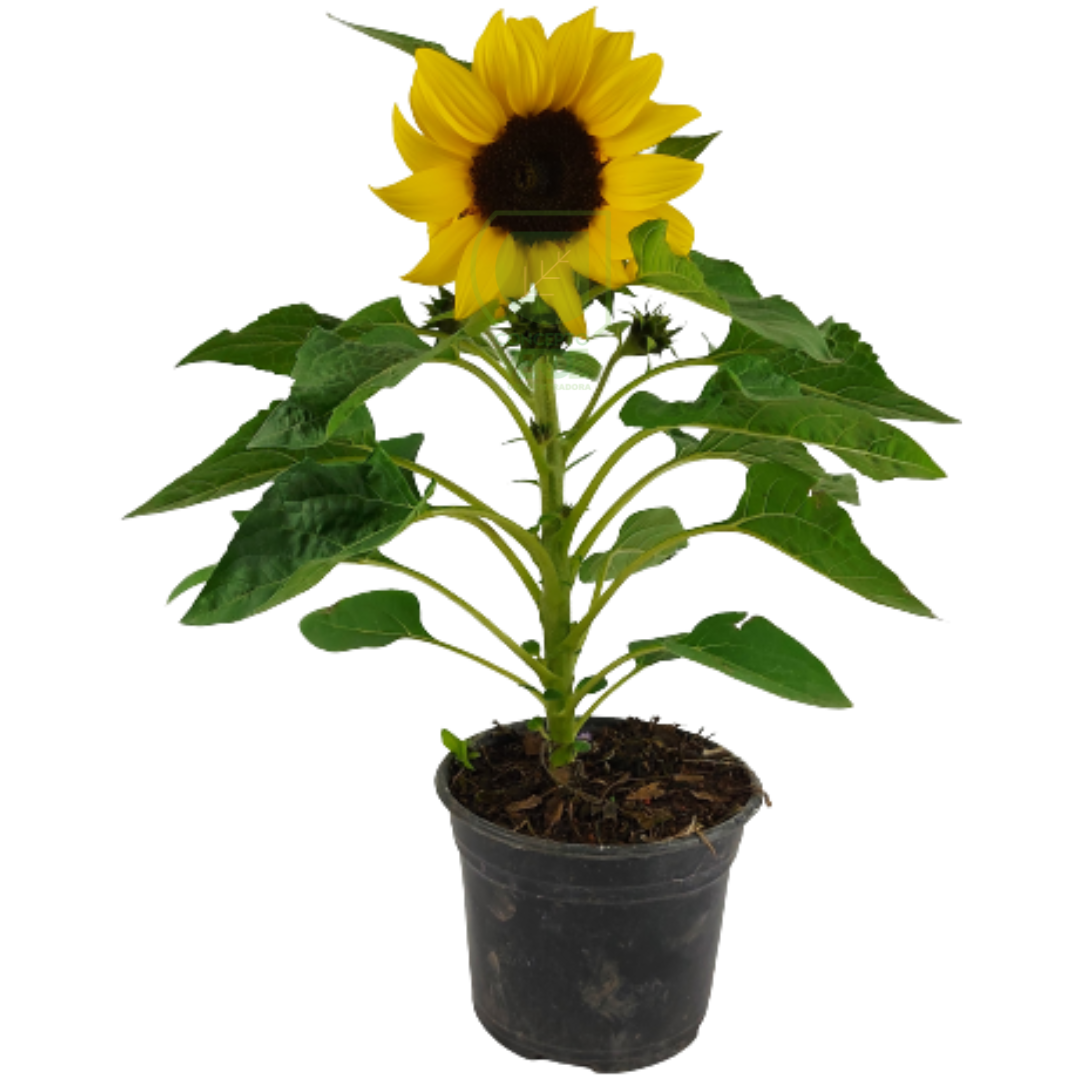 Girasol
