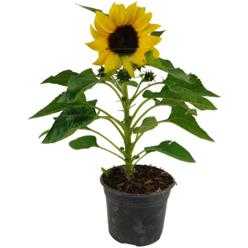Girasol
