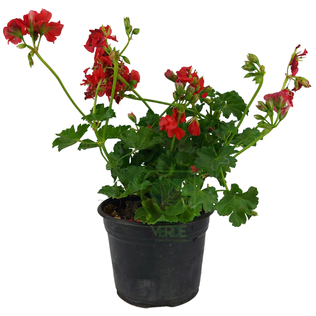 Geranio Colgante 6&quot;