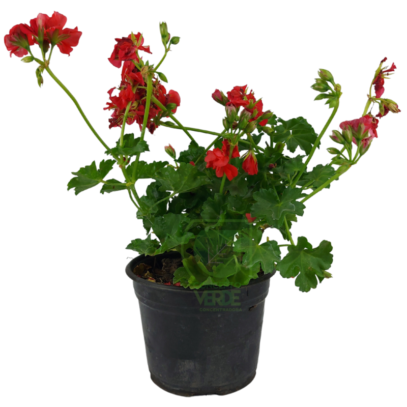 Geranio Colgante 6&quot;