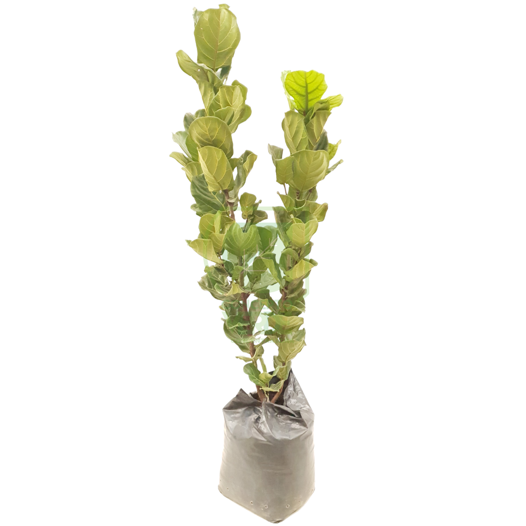 Ficus Lyrata #4