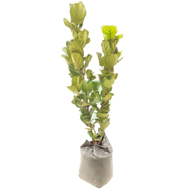 Ficus Lyrata #4