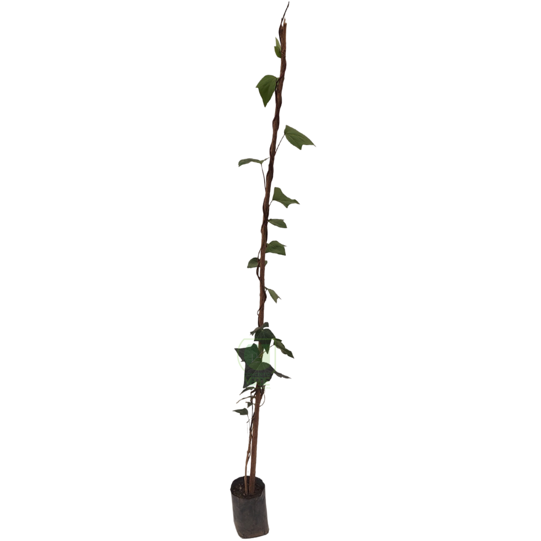 Enredadera Española 1.3m