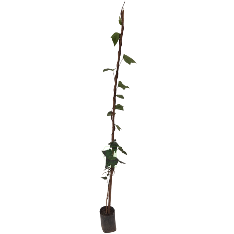 Enredadera Española 1.3m