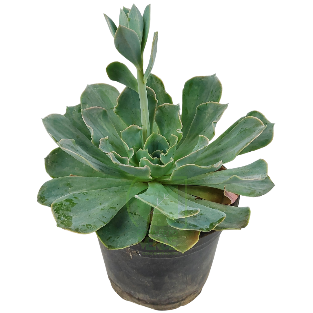 Echeveria Híbrida