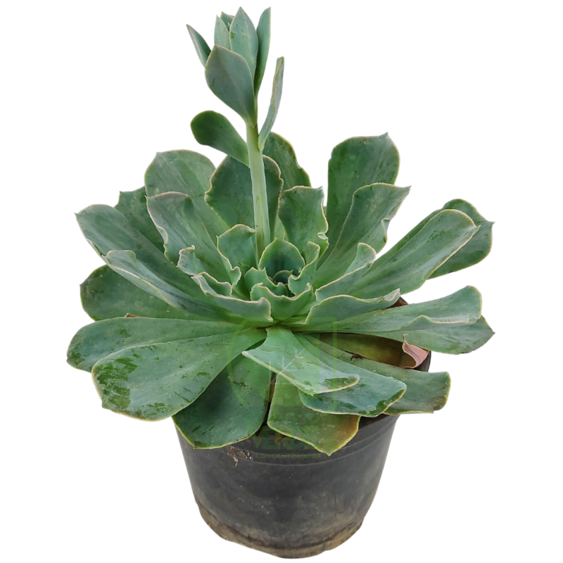 Echeveria Híbrida