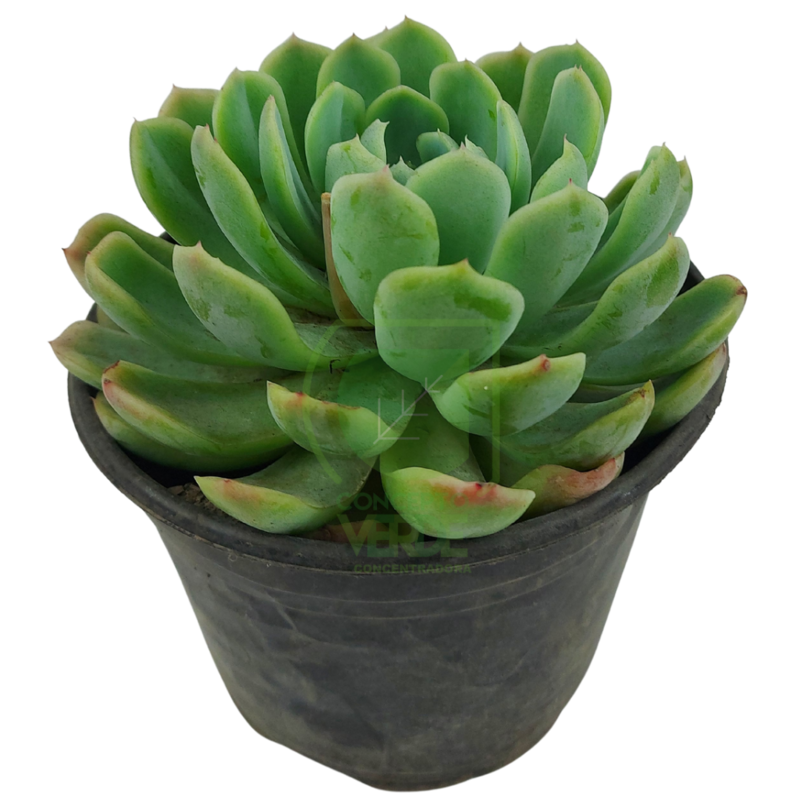 Echeveria Elegans