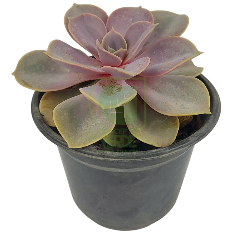 Echeveria Rosa Persa