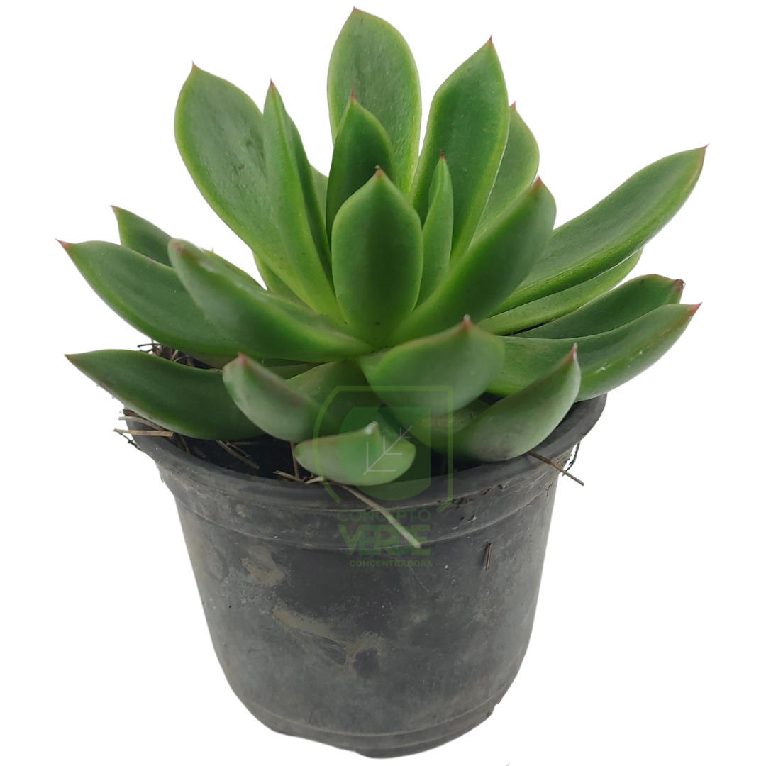 Echeveria Silvestre