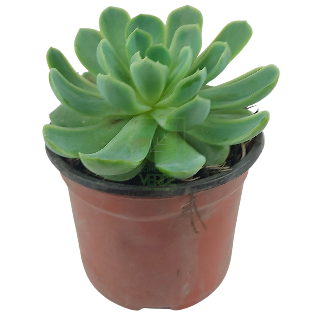 Echeveria Elegans