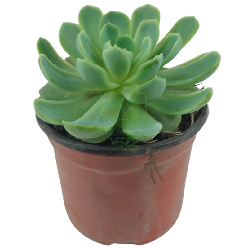 Echeveria Elegans