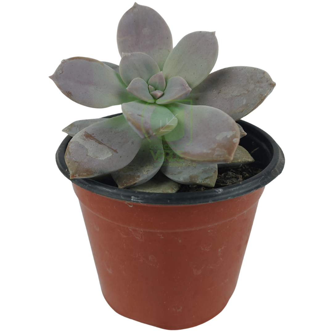 Echeveria Almendra
