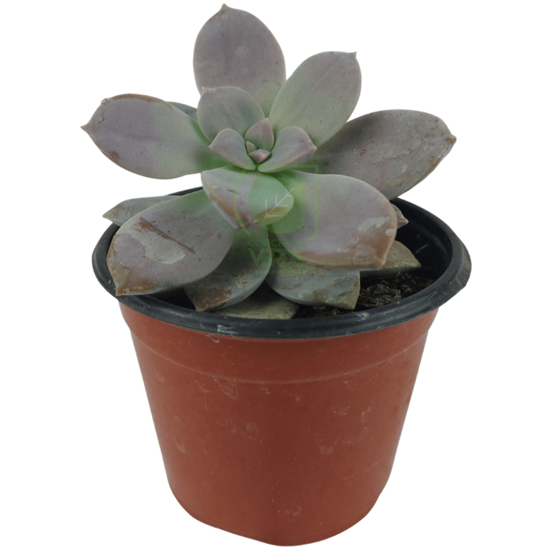 Echeveria Almendra