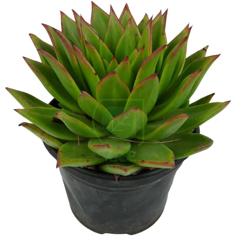 Echeveria Agavoide