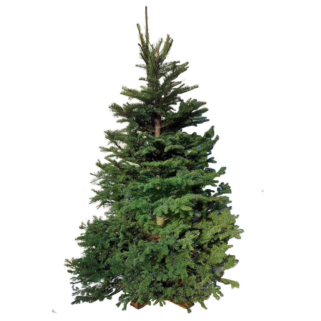 Árbol Navideño Noble (mediano)