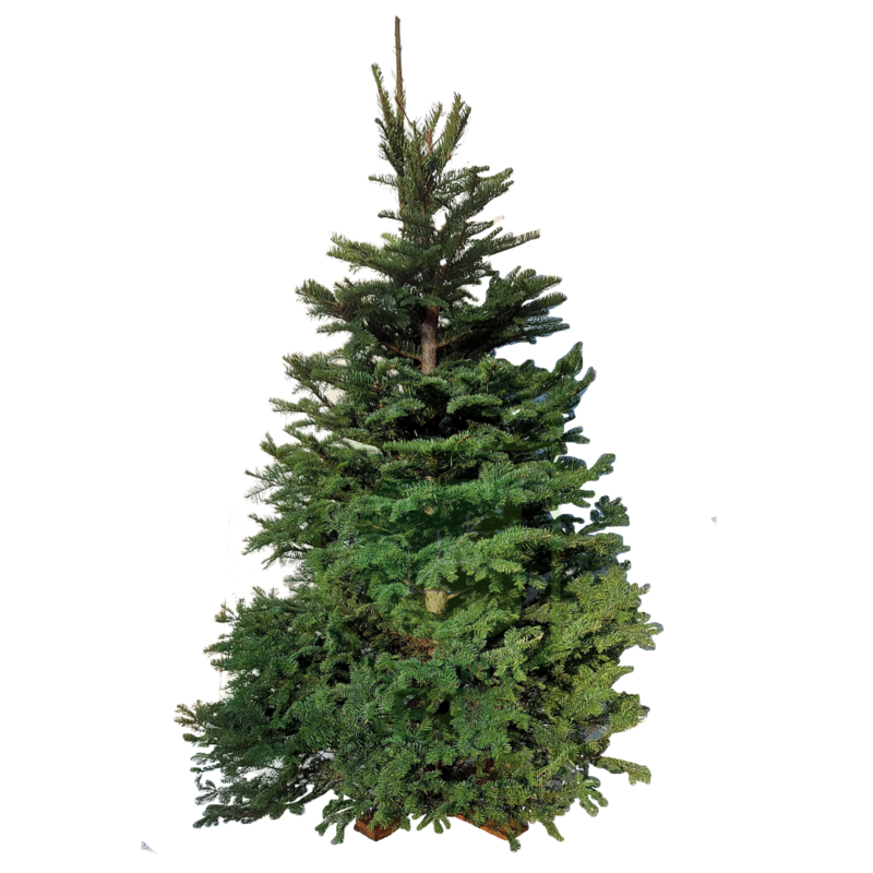 Árbol Navideño Noble (mediano)