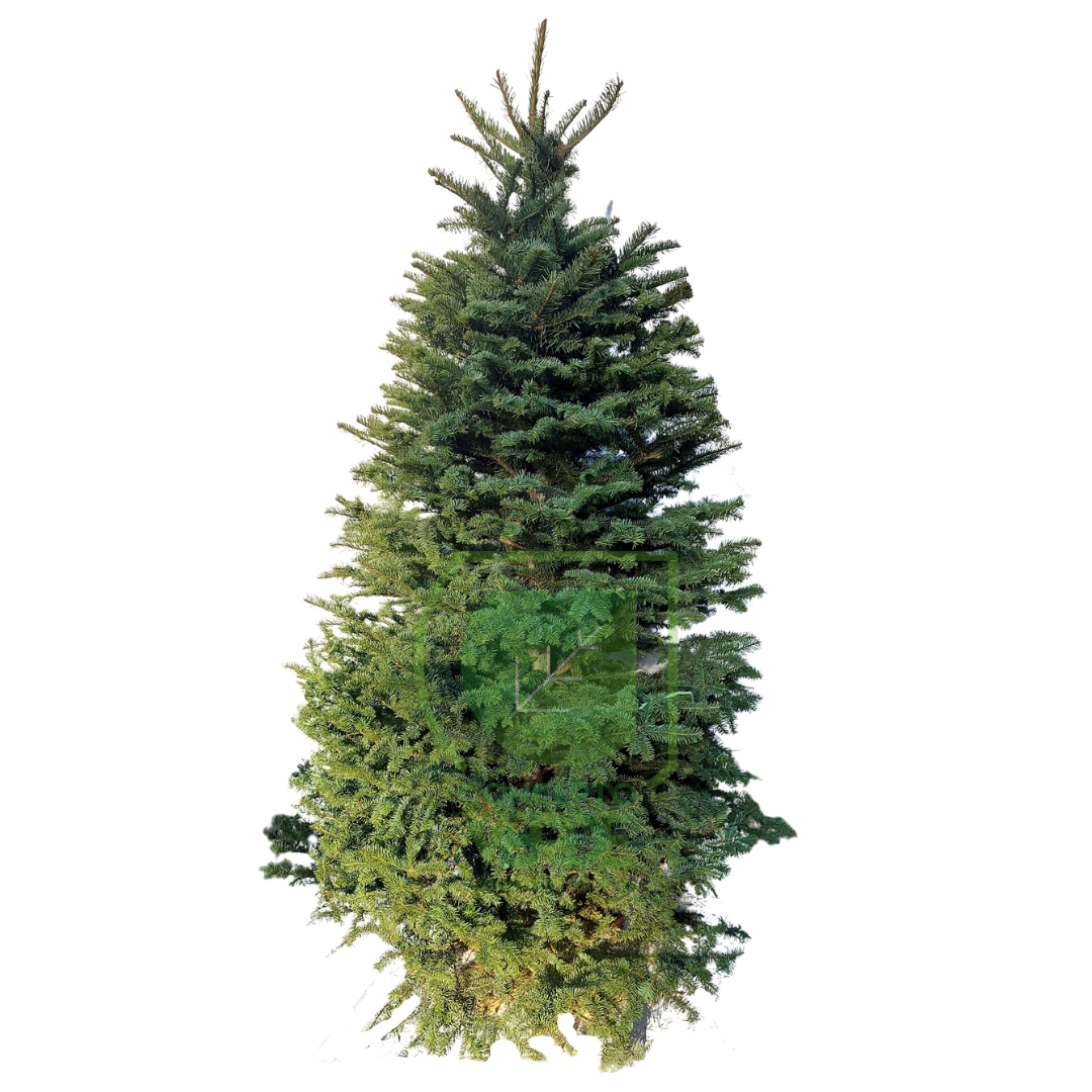 Árbol Navideño Noble (grande)