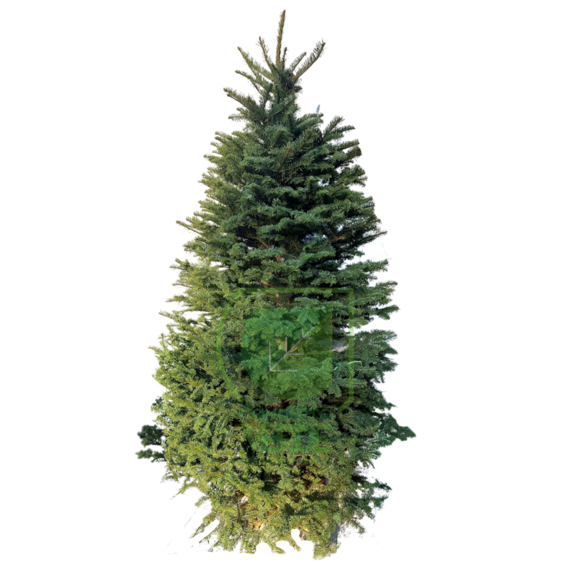 Árbol Navideño Noble (grande)