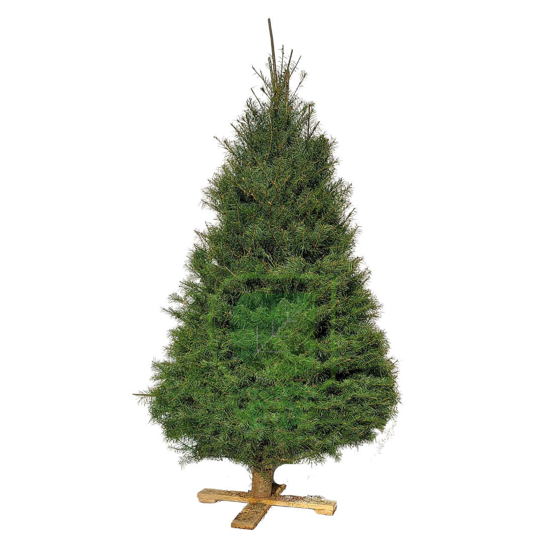 Árbol Navideño Douglas (mediano)