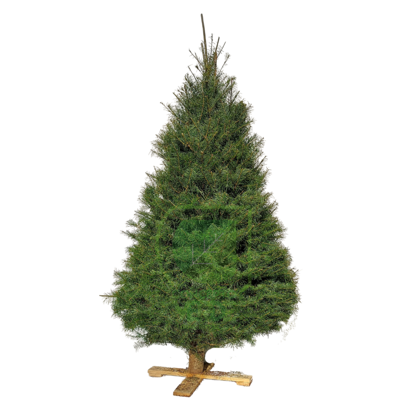 Árbol Navideño Douglas (mediano)