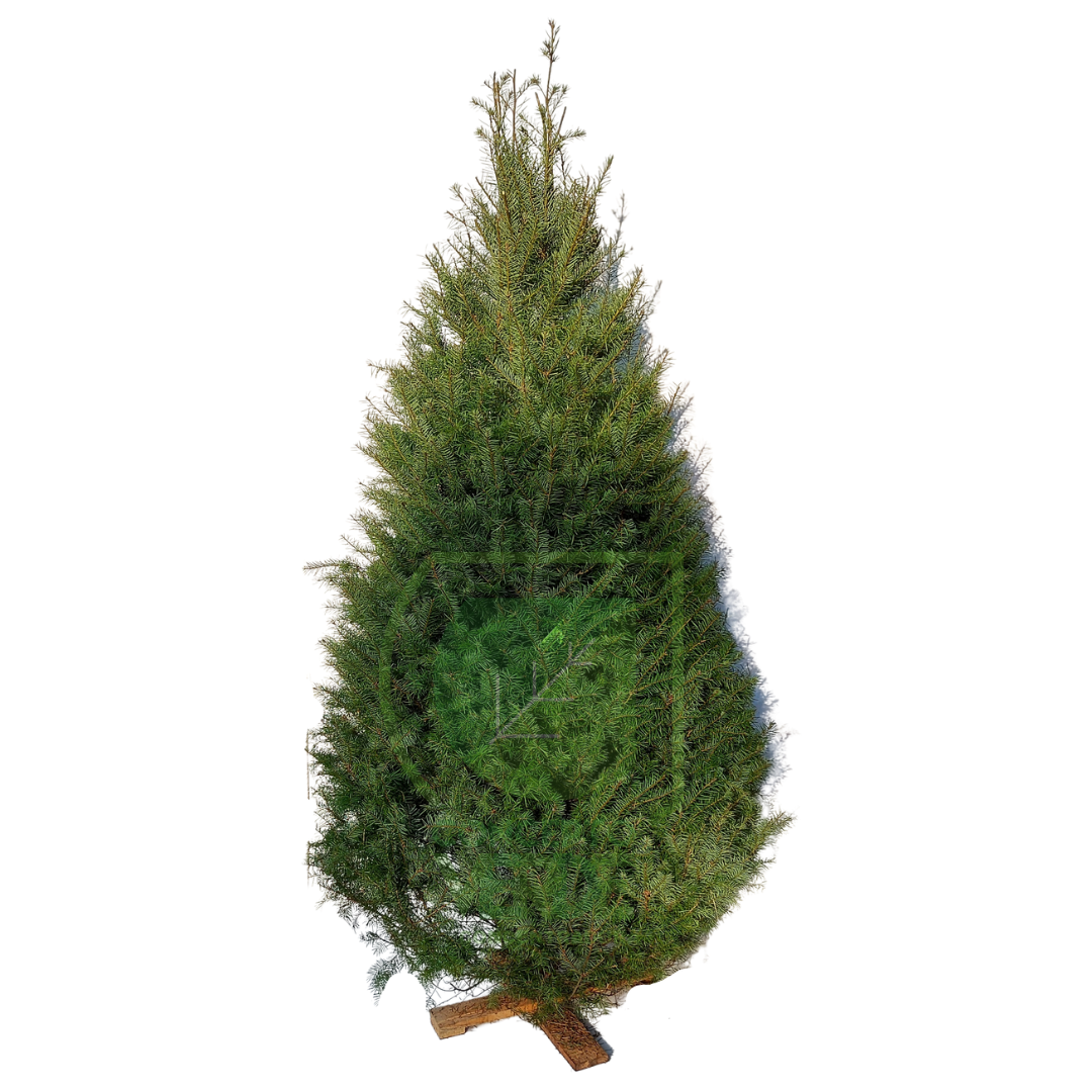 Árbol Navideño Douglas (grande)