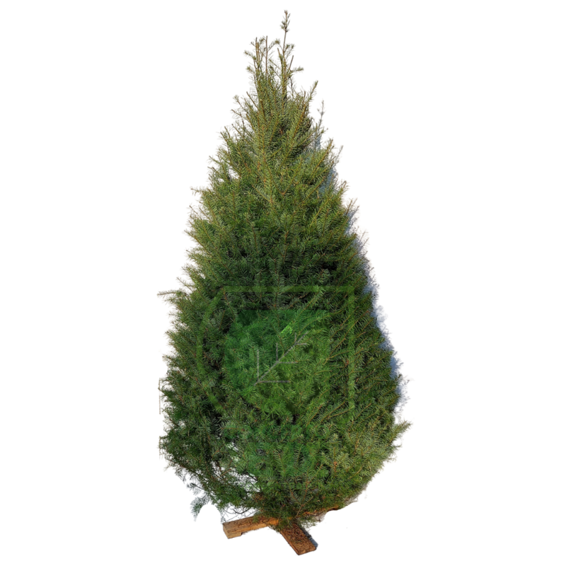 Árbol Navideño Douglas (grande)