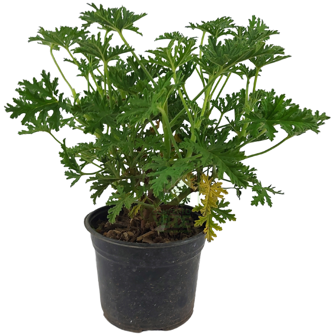 Citronela 6&quot;