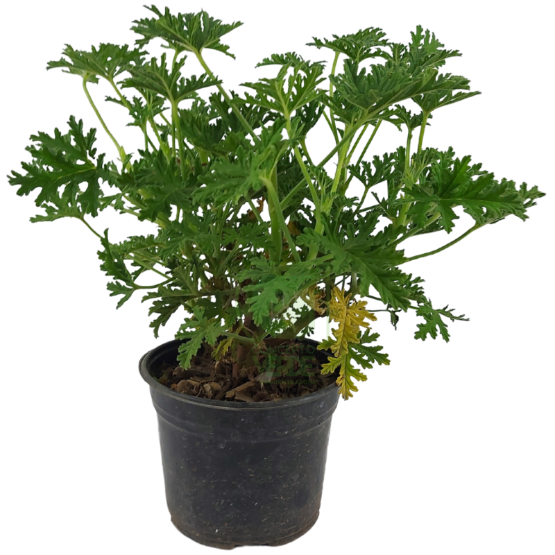 Citronela 6&quot;