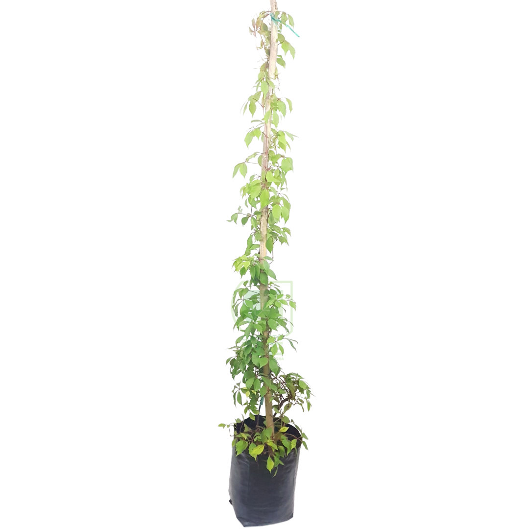 Cissus Silvestre