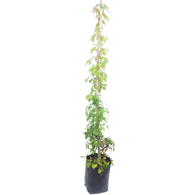 Cissus Silvestre