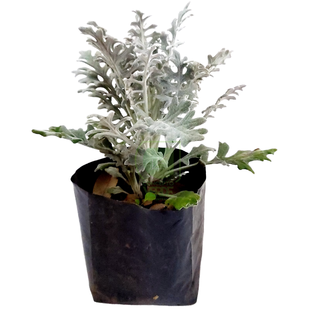 Cineraria Marítima