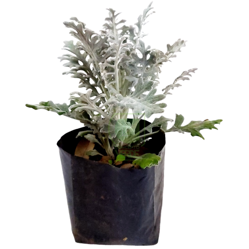 Cineraria Marítima