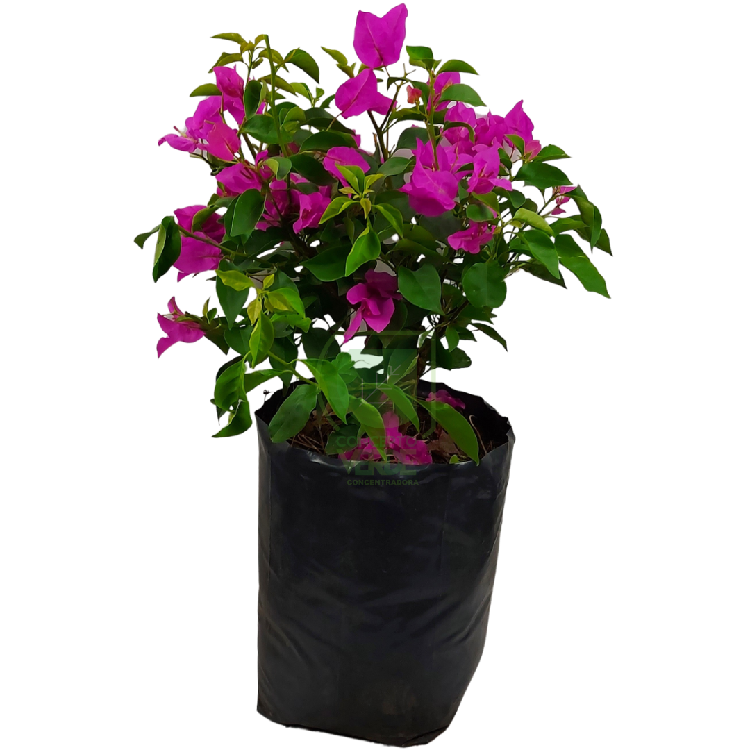Bugambilia 60cm