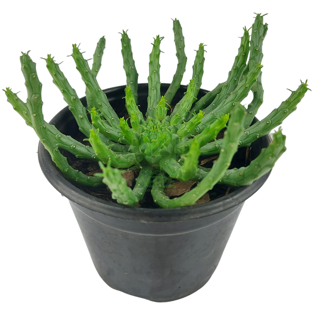 Cabeza de Medusa