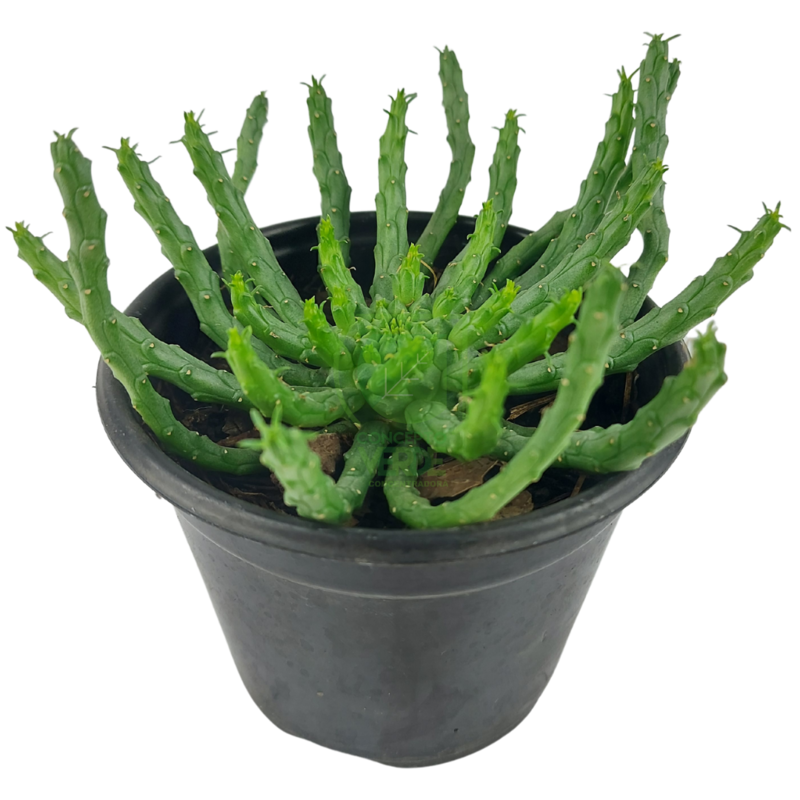 Cabeza de Medusa