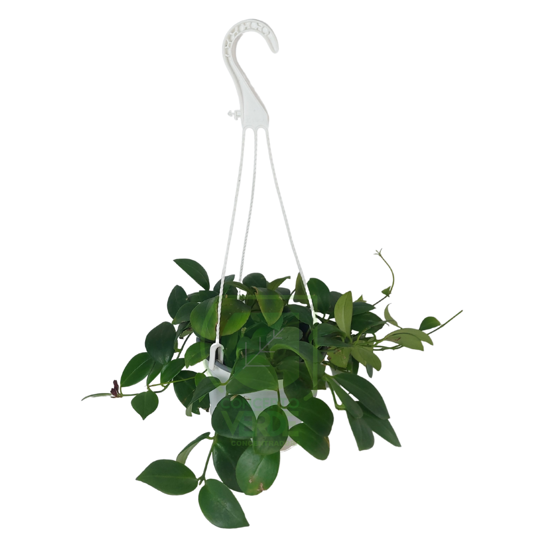 Planta Lápiz Labial