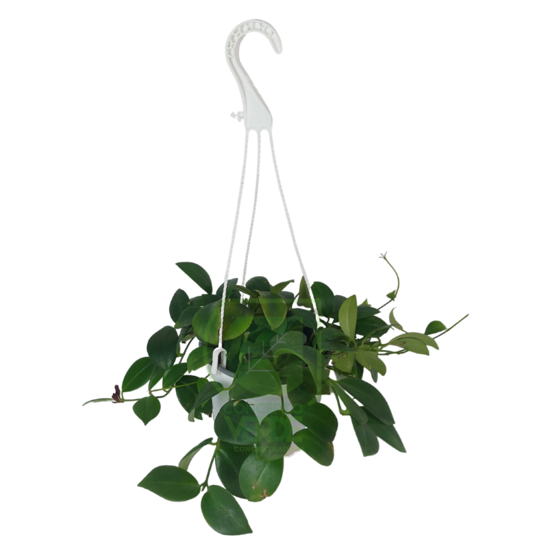 Planta Lápiz Labial