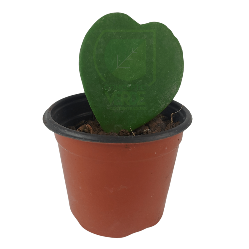 Hoya Kerrii #1