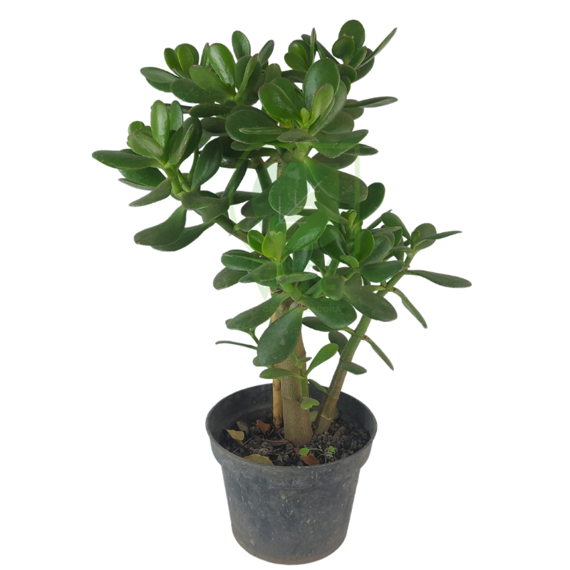 Siempreviva Mediana (Crassula Ovata)