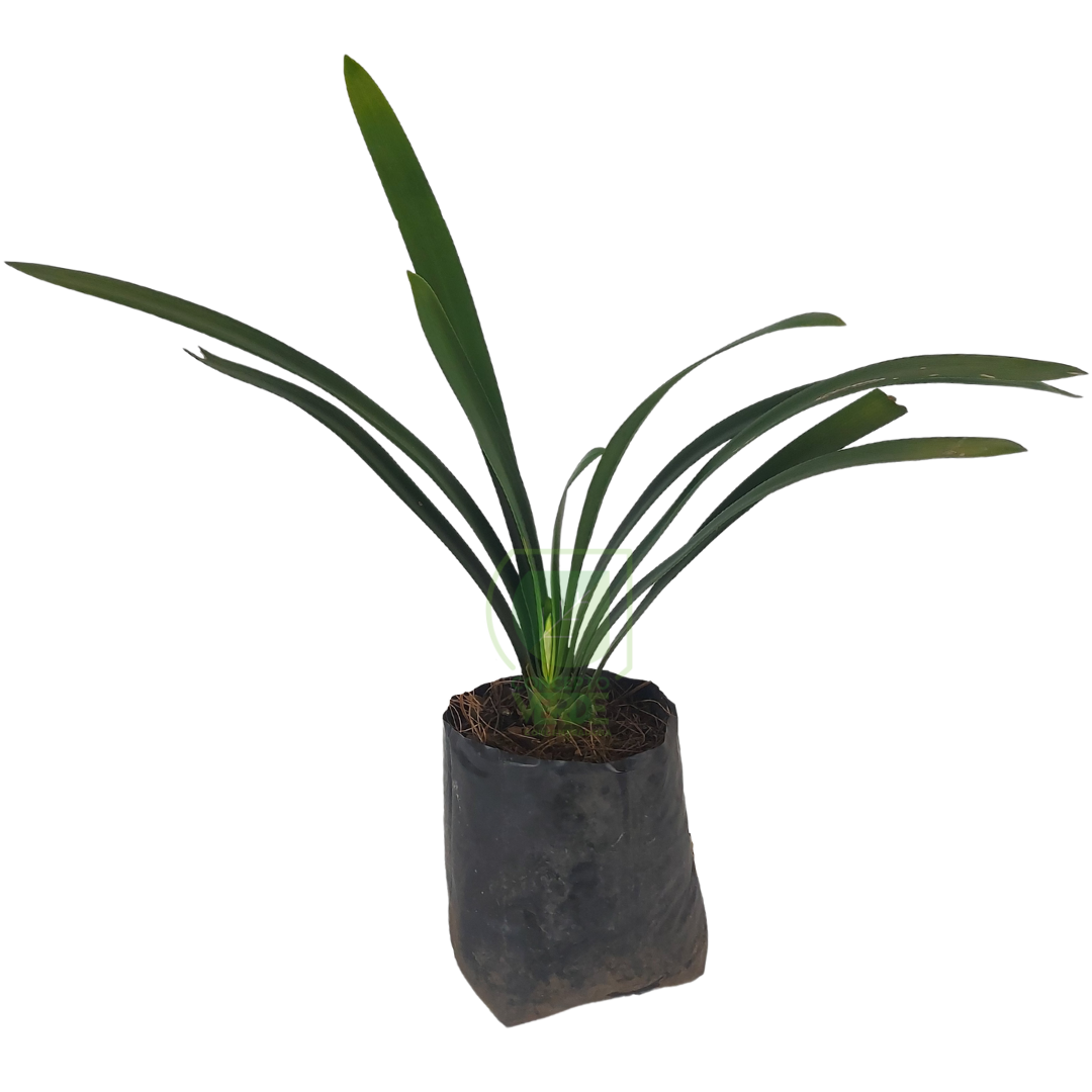 Clivia (Variedad sencilla)