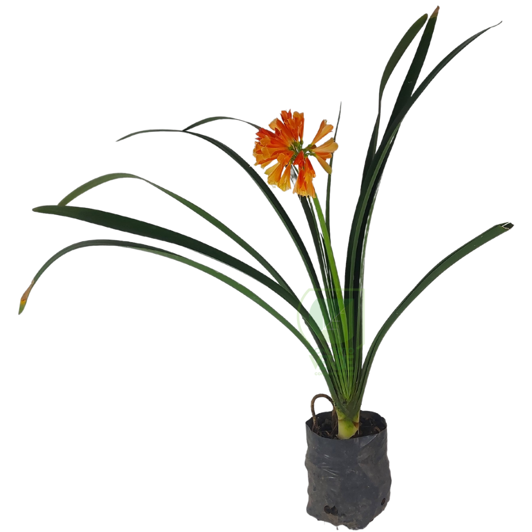 Clivia (Variedad Doble)