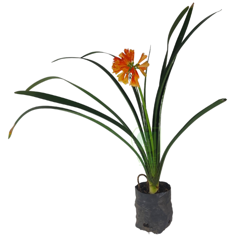 Clivia (Variedad Doble)