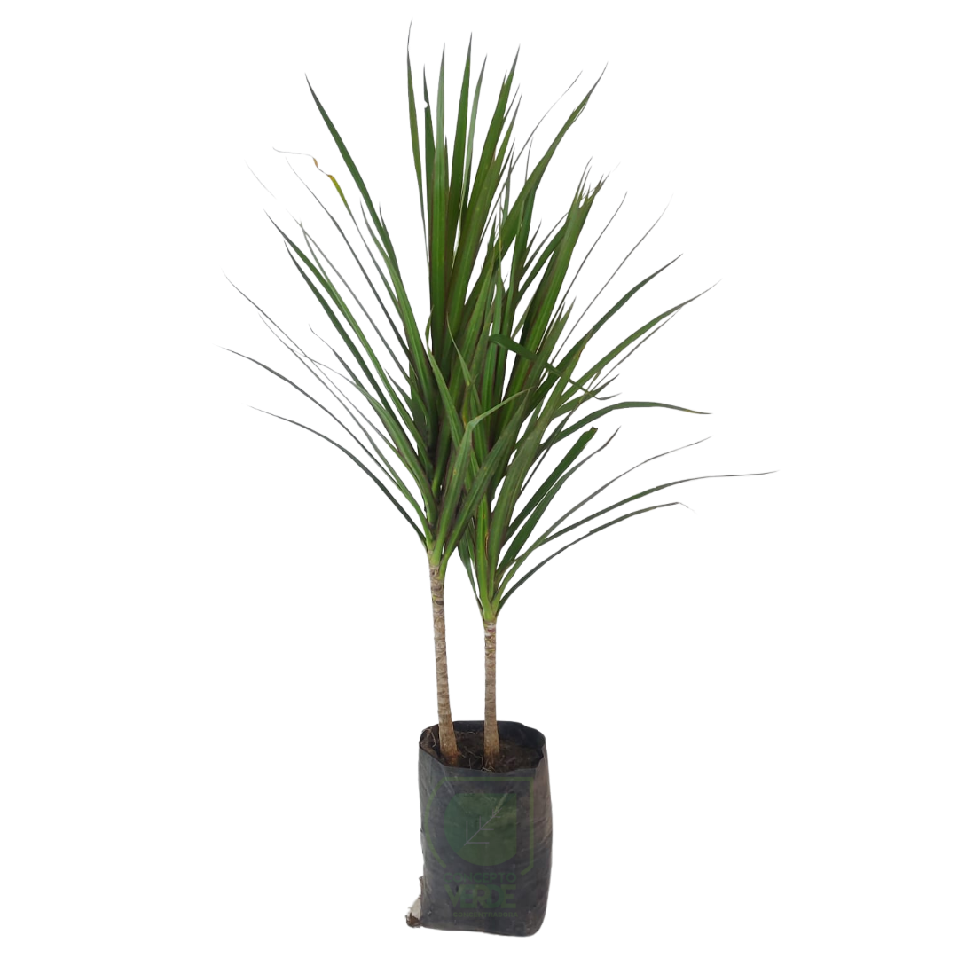 Marginata #1