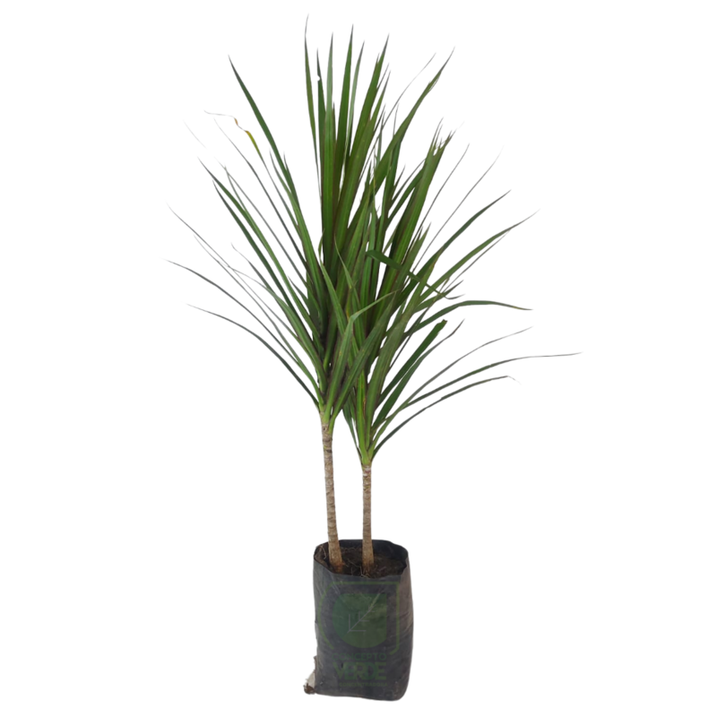 Marginata #1