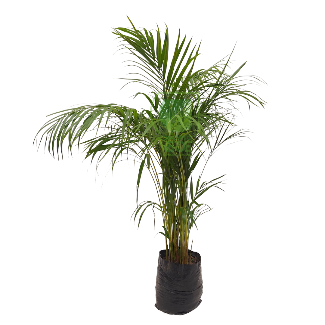 Palma Areca #2