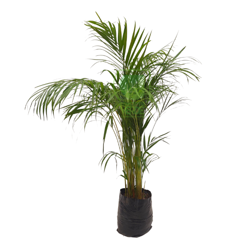 Palma Areca #2