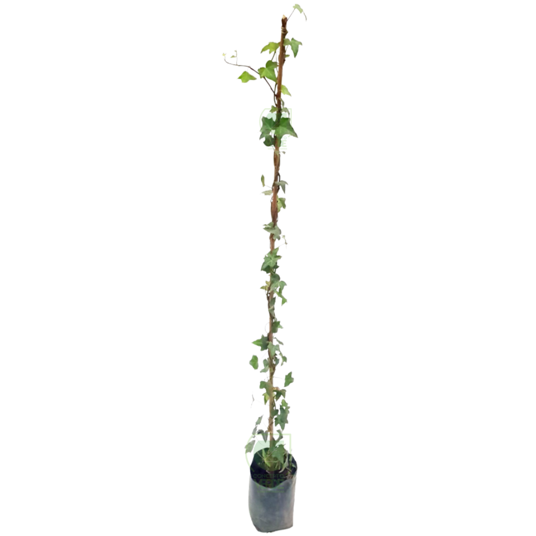 Enredadera Inglesa 1.1m