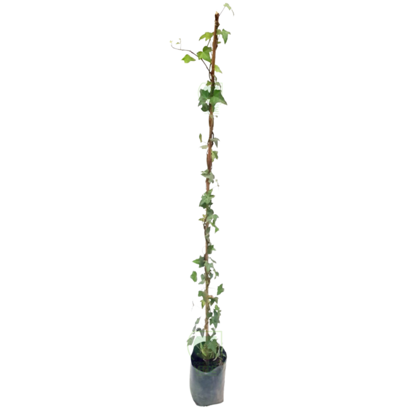 Enredadera Inglesa 1.1m
