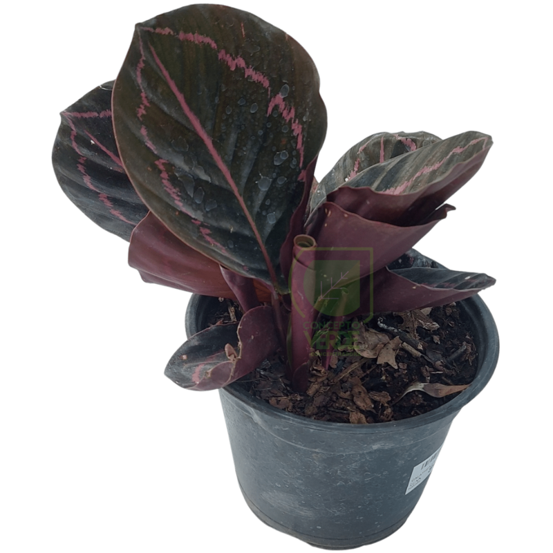 Calathea Roseopicta Morada