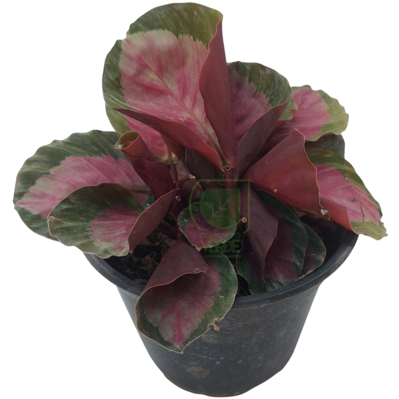 Calathea Rosy Crimson